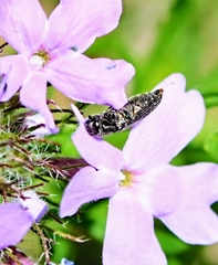 Acmaeoderini
