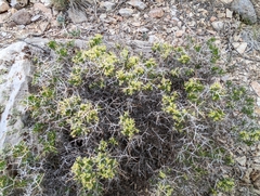 Rhinotropis intermontana