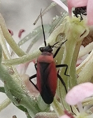 Lopidea instabilis