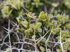 Rhinotropis intermontana
