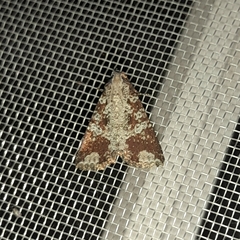 Condica cupentia