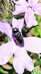 Acmaeoderini