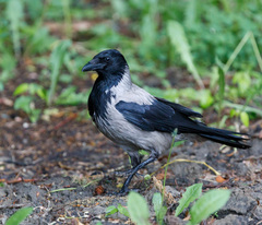 Corvus cornix