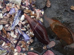 Isara carbonaria