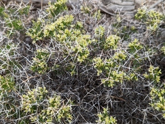 Rhinotropis intermontana