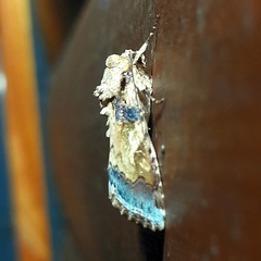 Spodoptera cosmioides