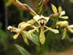 Epidendrum scytocladium