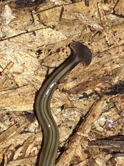Bipalium kewense