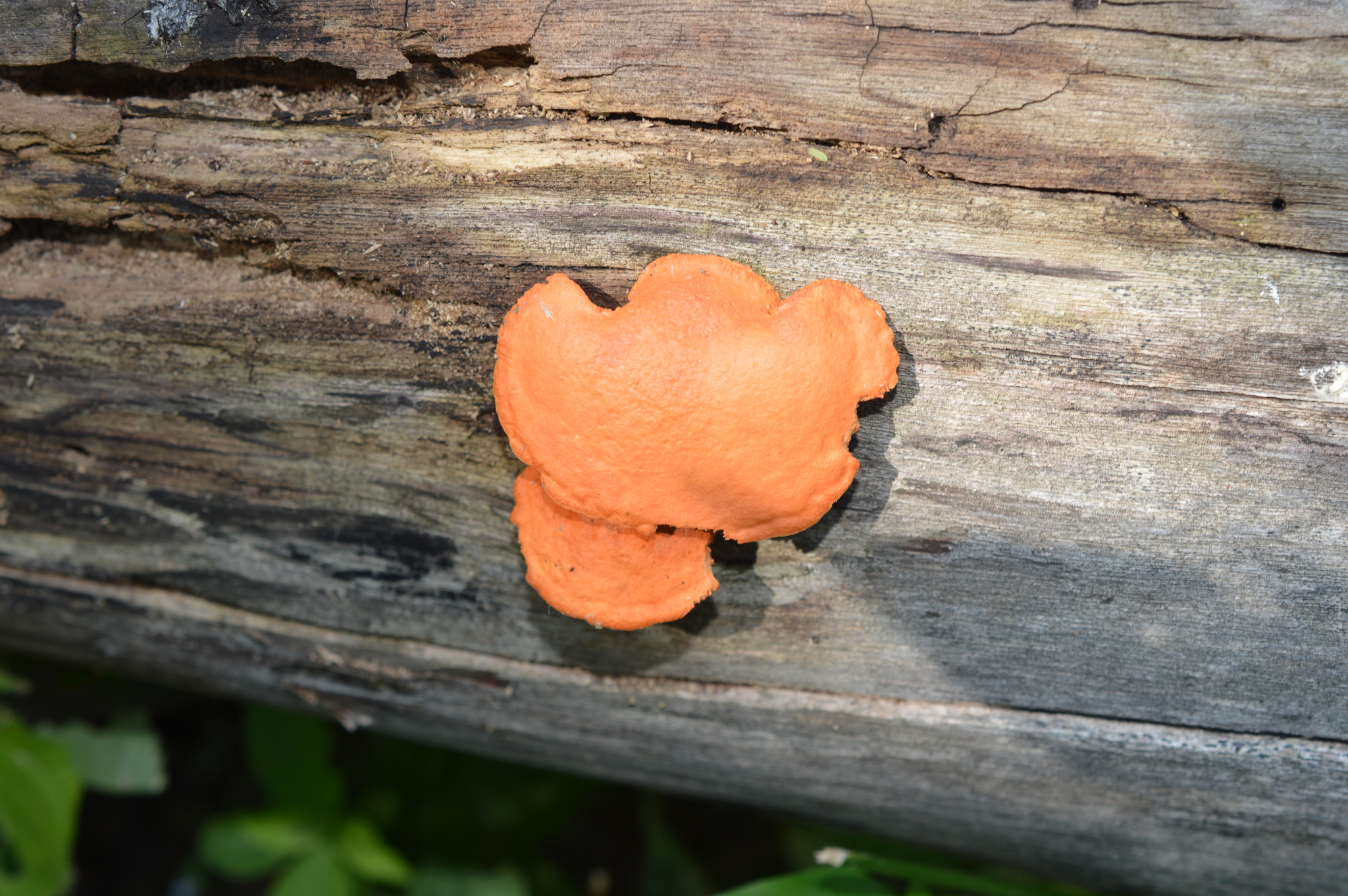 Polyporaceae image
