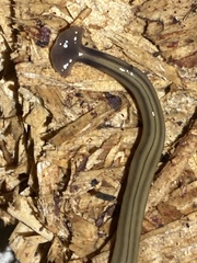 Bipalium kewense