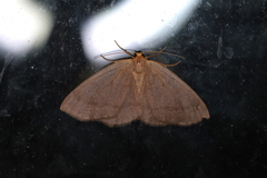 Lambdina pellucidaria