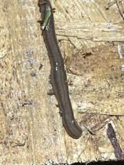 Bipalium kewense
