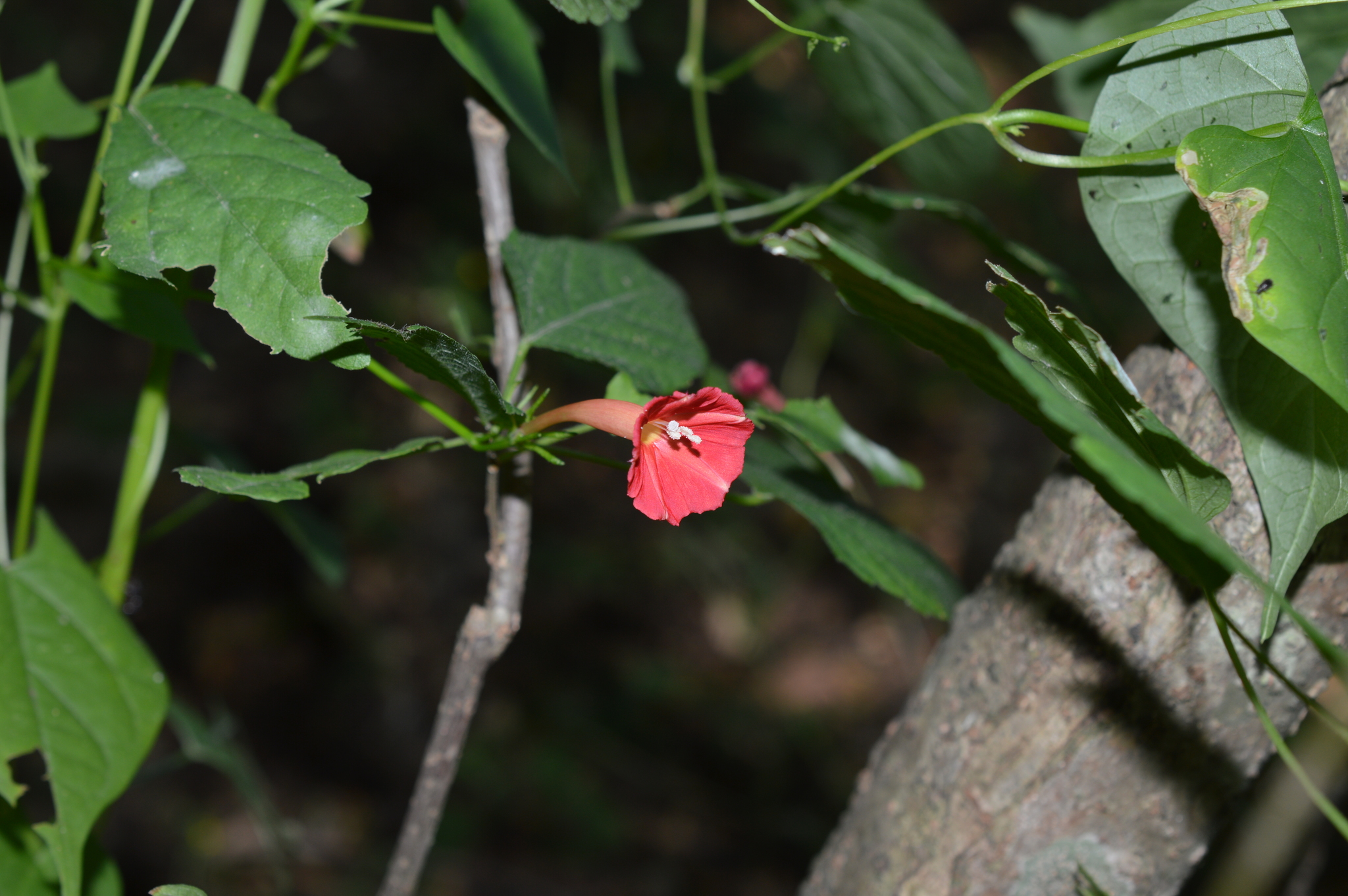 Ipomoea hederifolia image