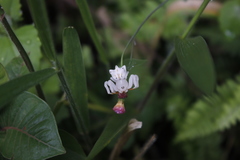 Epicadus heterogaster