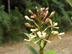 Epidendrum scytocladium