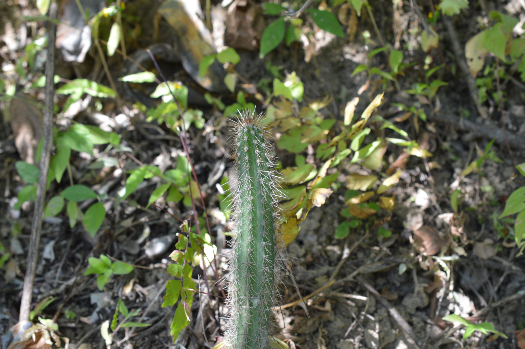 Praecereus euchlorus image