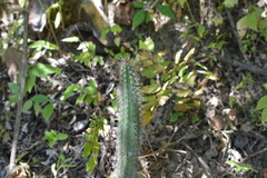 Praecereus euchlorus diffusus