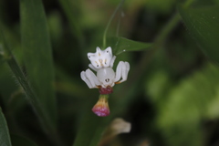 Epicadus heterogaster