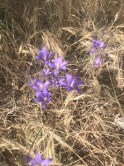 Brodiaea coronaria
