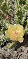 Opuntia × columbiana