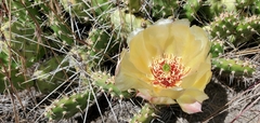 Opuntia × columbiana