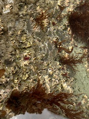 Dodecaceria fewkesi