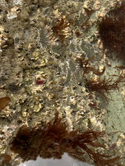 Dodecaceria fewkesi