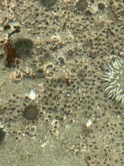 Dodecaceria fewkesi