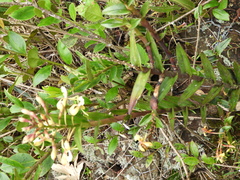 Epidendrum scytocladium
