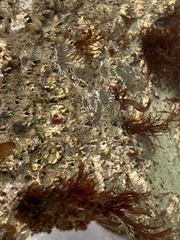 Dodecaceria fewkesi