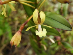 Epidendrum scytocladium