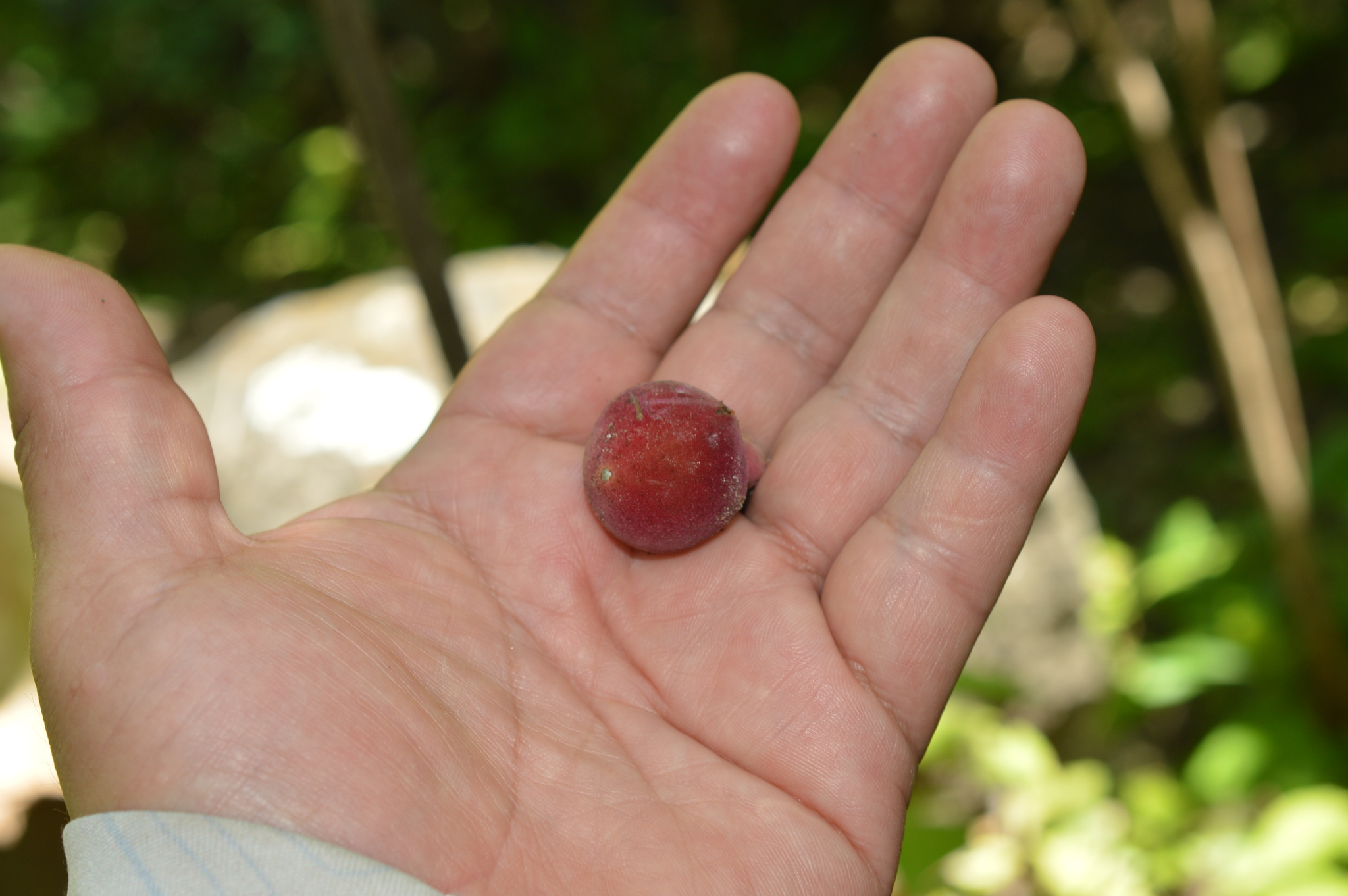 Prockia pentamera image