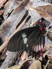 Mimoides euryleon clusoculis