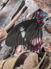 Mimoides euryleon clusoculis