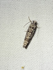 Retinia gemistrigulana