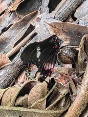 Mimoides euryleon clusoculis