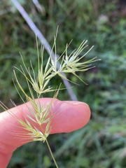 Echinopogon