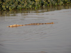 Caiman crocodilus crocodilus