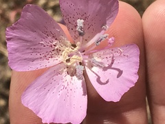 Clarkia bottae