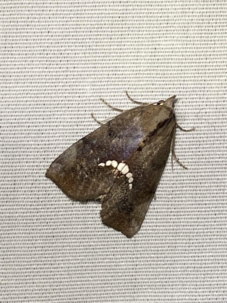 Small Necklace Moth