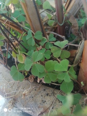 Oxalis corniculata