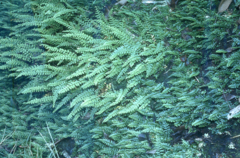 Osmolindsaea odorata