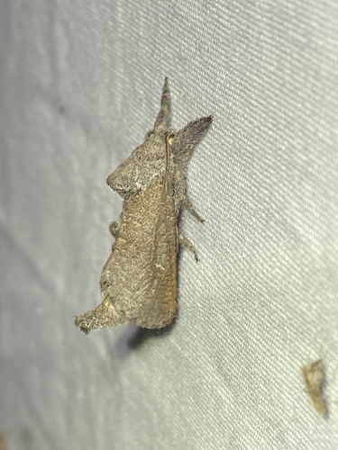 Anna Carpenterworm Moth photo 2