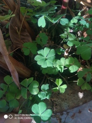 Oxalis corniculata