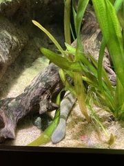 Gymnophiona