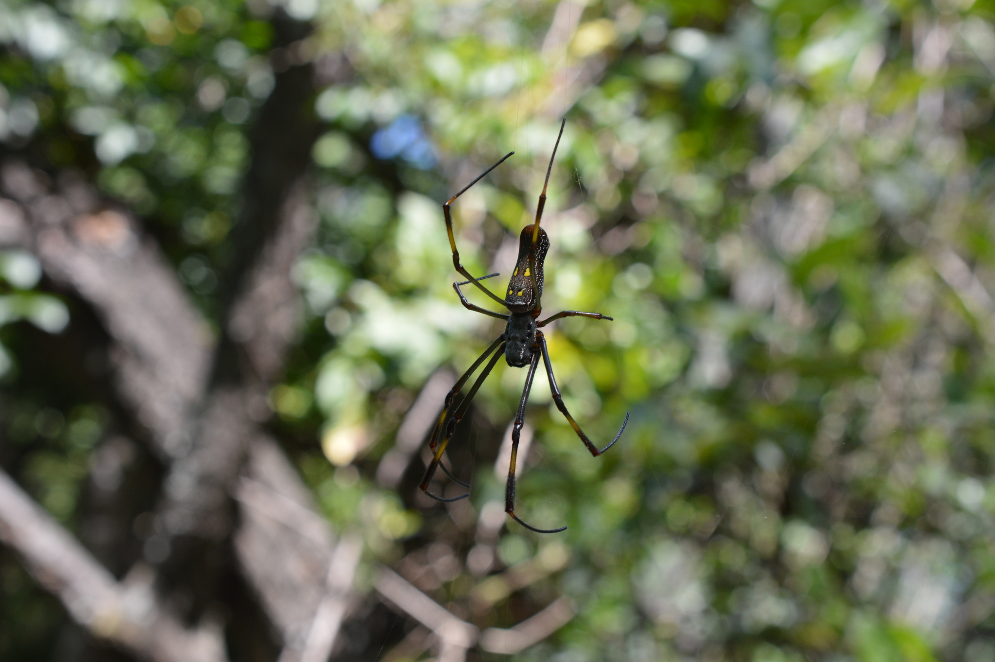 Trichonephila clavipes image