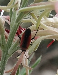 Lopidea instabilis