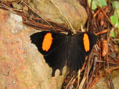 Daedalma dinias