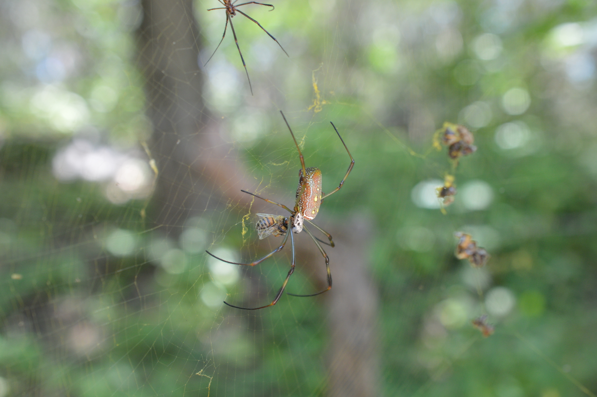 Trichonephila clavipes image