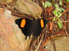 Daedalma dinias